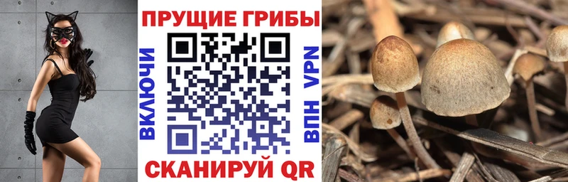 купить наркоту  Кувшиново  Галлюциногенные грибы Magic Shrooms 